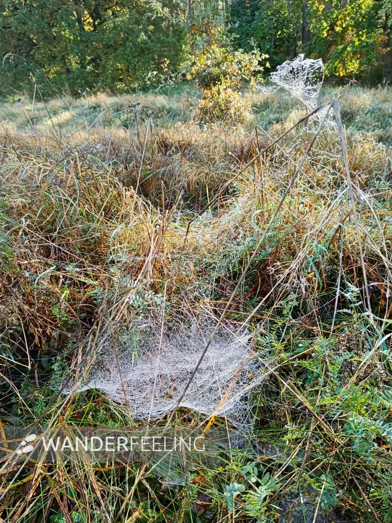 202510130-07 - Spinnennetze im Morgentau bei Krakow am See, Mecklenburgische Seenplatte, Mecklenburg-Vorpommern, Deutschland
