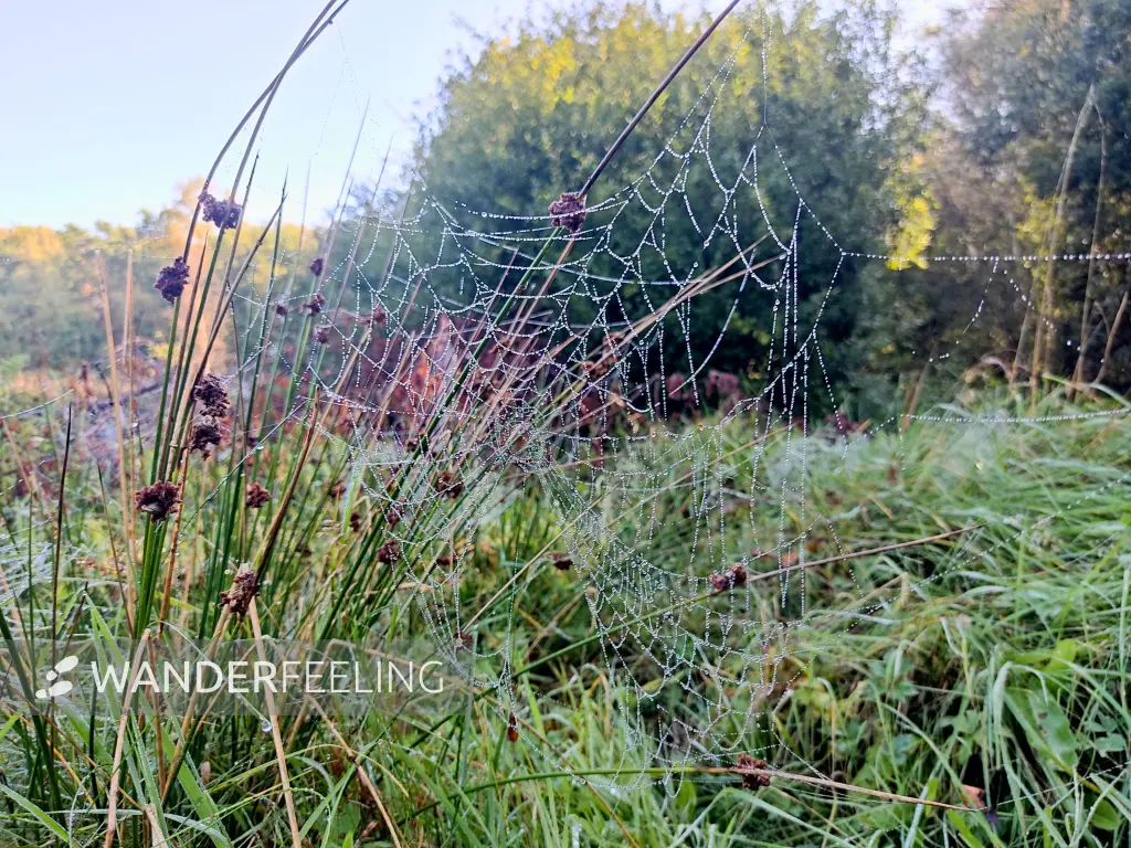 202309240-22 - Spinnennetze in der Oberalsterniederung bei Rhen, Schleswig-Holstein, Deutschland