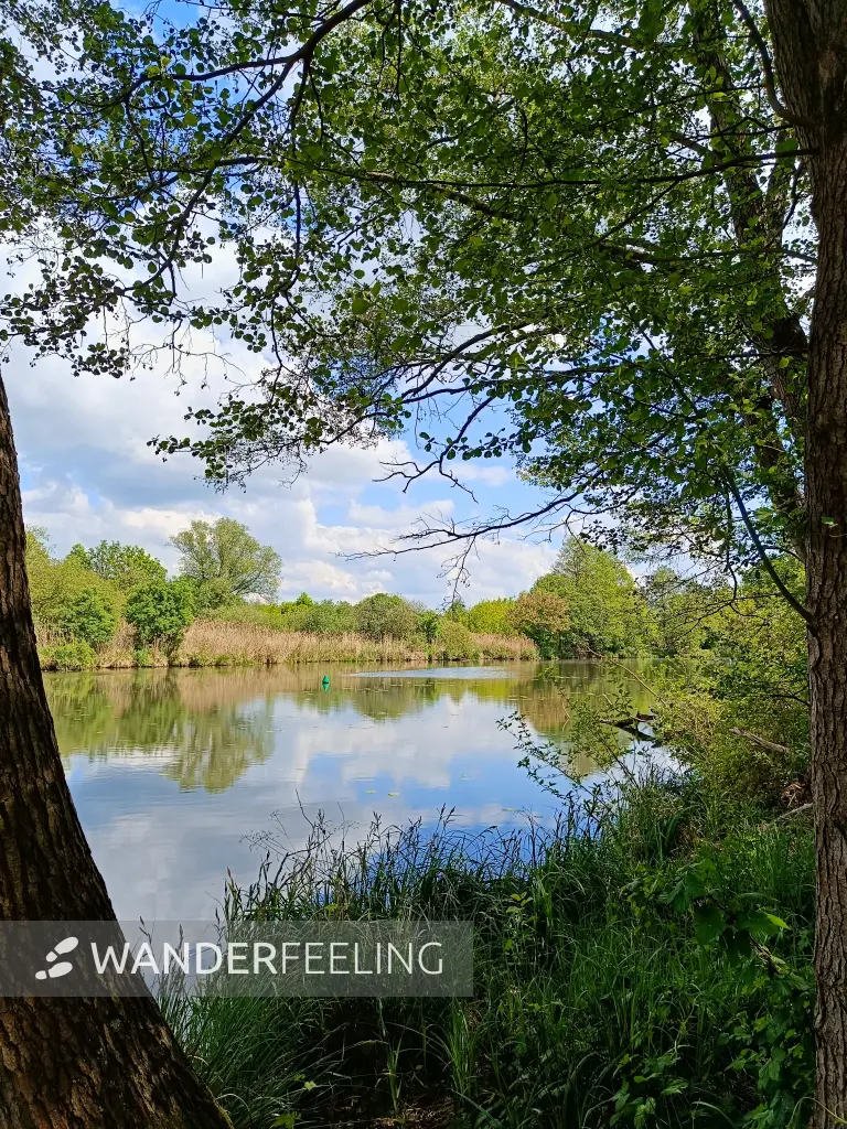 202605160-15 - Spree bei Hartmannsdorf, Spreewald, Brandenburg, Deutschland
