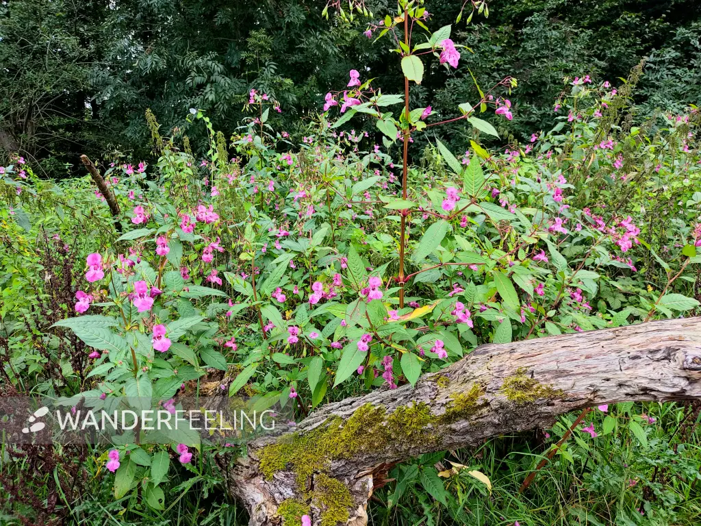 202309230-18 - Springkraut bei Wohltorf, Herzogtum Lauenburg und Stormarn, Schleswig-Holstein, Deutschland