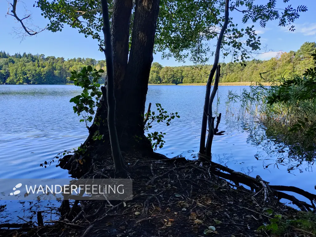 202309160-16 - Springsee bei Limsdorf, Seenland Oder-Spree, Brandenburg, Deutschland