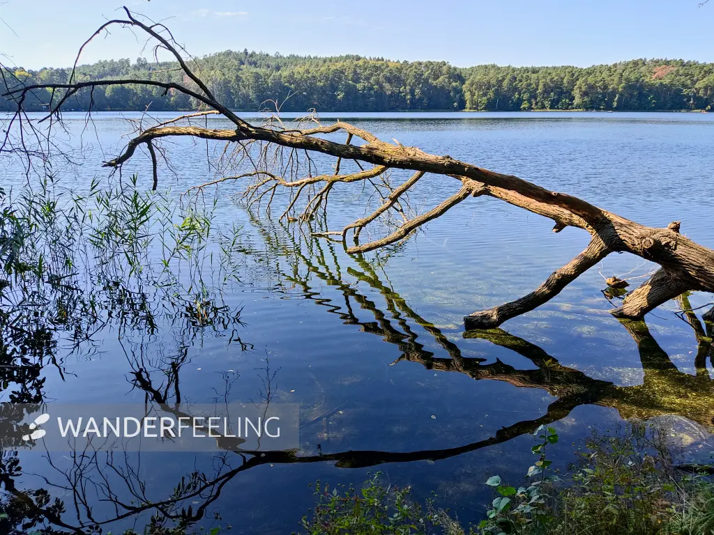 202309160-18 - Springsee bei Limsdorf, Seenland Oder-Spree, Brandenburg, Deutschland