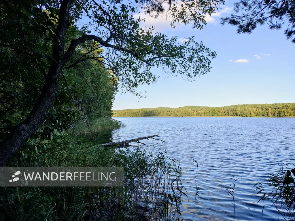 202309160-32 - Springsee bei Limsdorf, Seenland Oder-Spree, Brandenburg, Deutschland