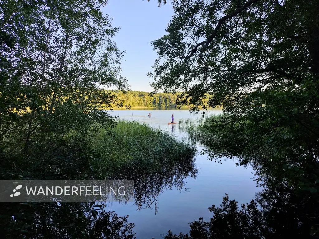 202309160-33 - Springsee bei Limsdorf, Seenland Oder-Spree, Brandenburg, Deutschland