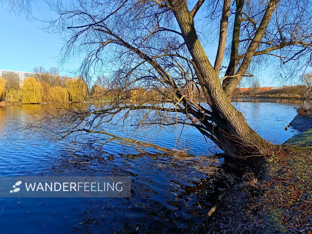 202511210-02 - Stadtsee in Stendal, Altmark, Sachsen-Anhalt, Deutschland