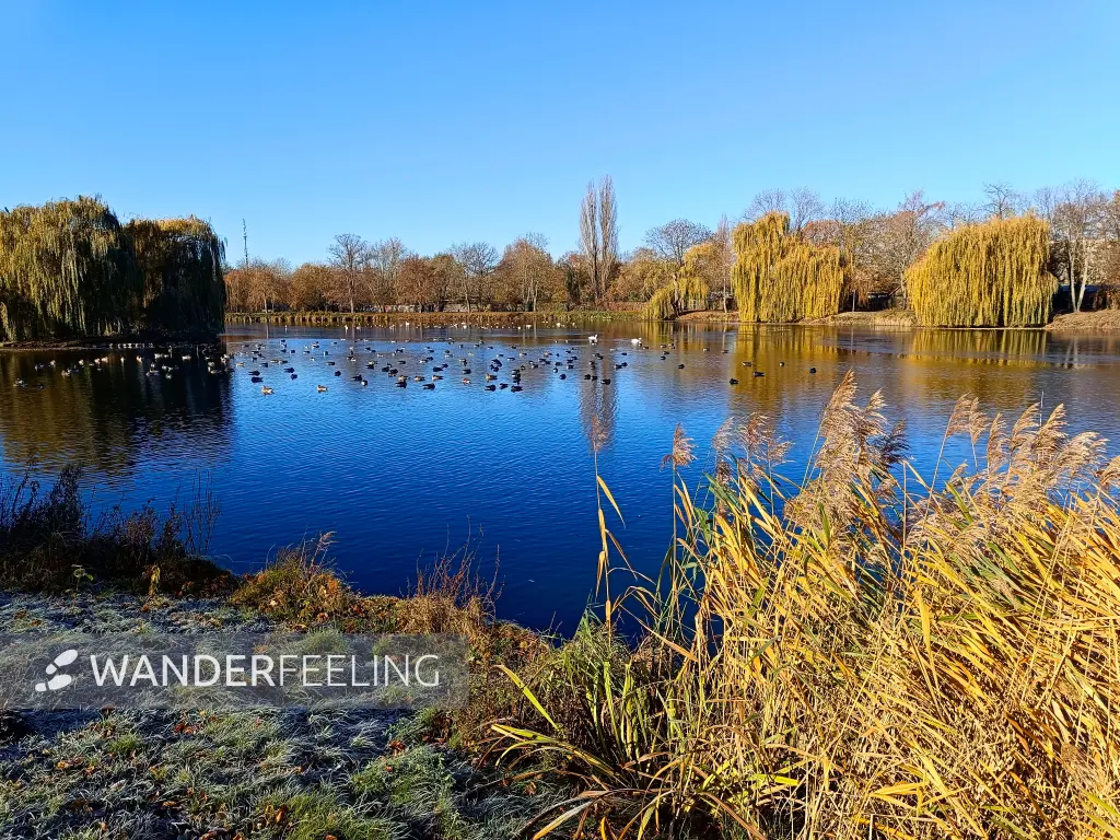 202511210-03 - Stadtsee in Stendal, Altmark, Sachsen-Anhalt, Deutschland