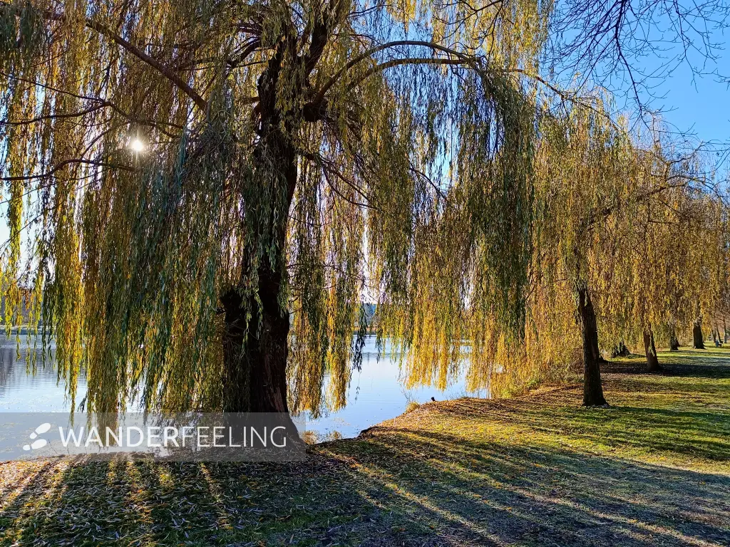 202511210-05 - Stadtsee in Stendal, Altmark, Sachsen-Anhalt, Deutschland