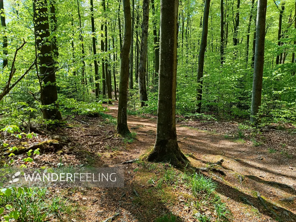 202604210-12 - Stadtwald Hagen, Ruhrgebiet, Nordrhein-Westfalen, Deutschland