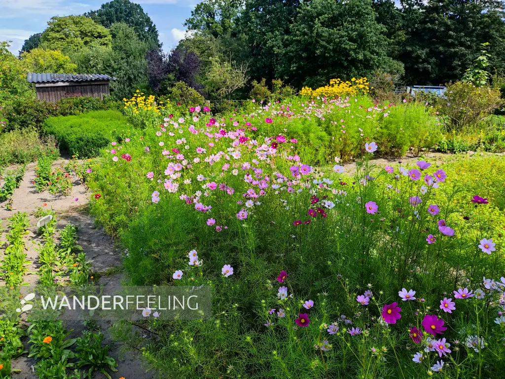 202308230-17 - Staudengarten im Gut Wulfsdorf bei Ahrensburg, Schleswig-Holstein, Deutschland
