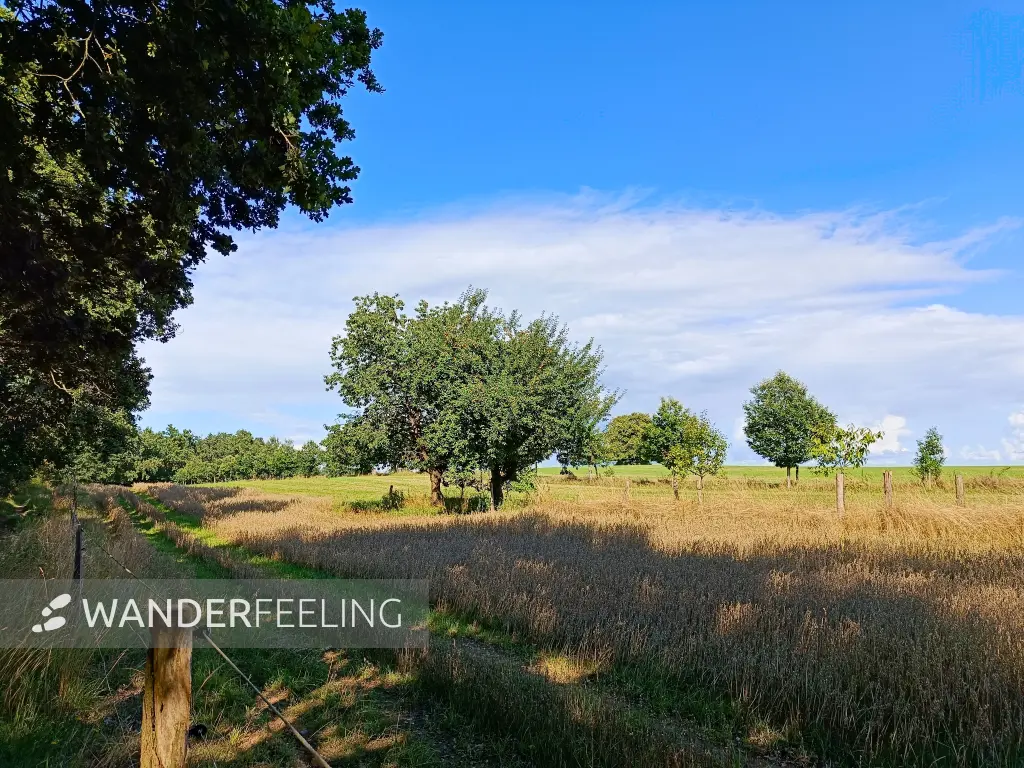 202508020-34 - Steuobstwiese bei Müncheberg, Seenland Oder-Spree, Brandenburg, Deutschland