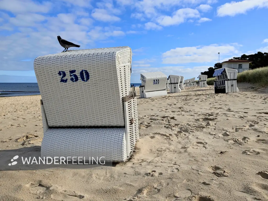 202310170-23 - Strandkörbe am Ostseestrand bei Zempin, Usedom, Mecklenburg-Vorpommern, Deutschland