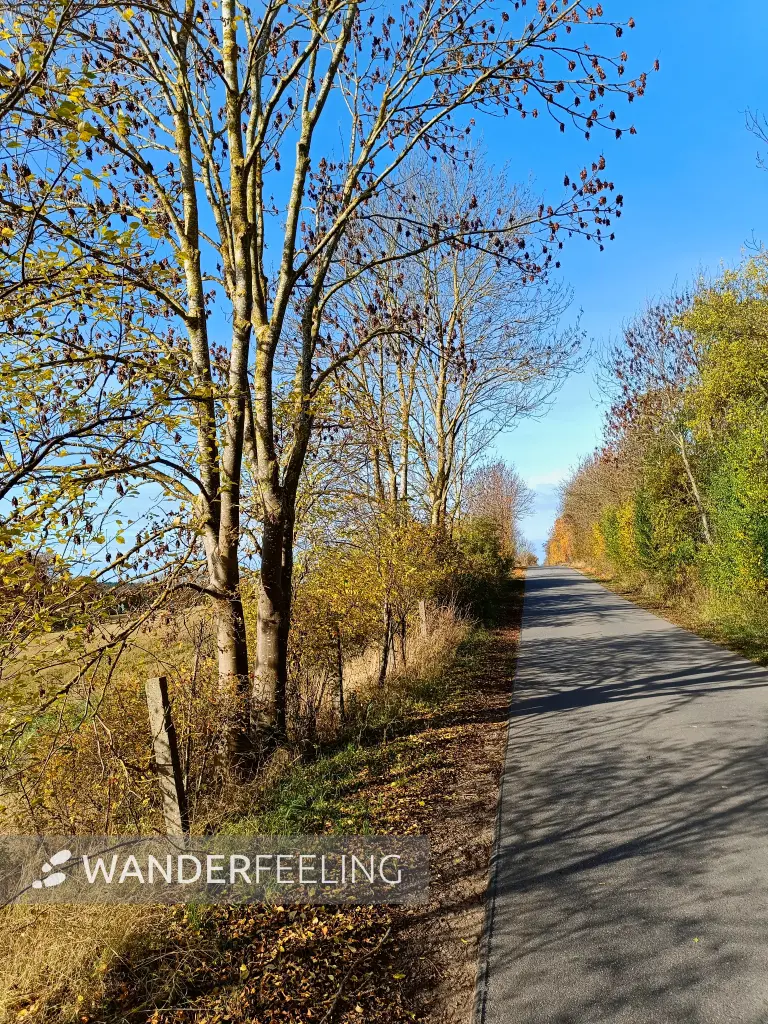 202511050-21 - Straße nach Groß Labenz, Mecklenburgische Seenplatte, Mecklenburg-Vorpommern, Deutschland