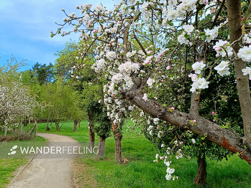 202504210-25 - Streuobstwiesen in Bad Belzig, Fläming, Brandenburg, Deutschland