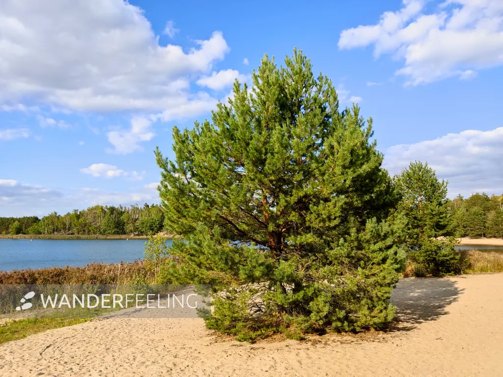 202309150-28 - Südsee am Senftenberger See zwischen Großkoschen und Niemtsch, Lausitz, Brandenburg, Deutschland