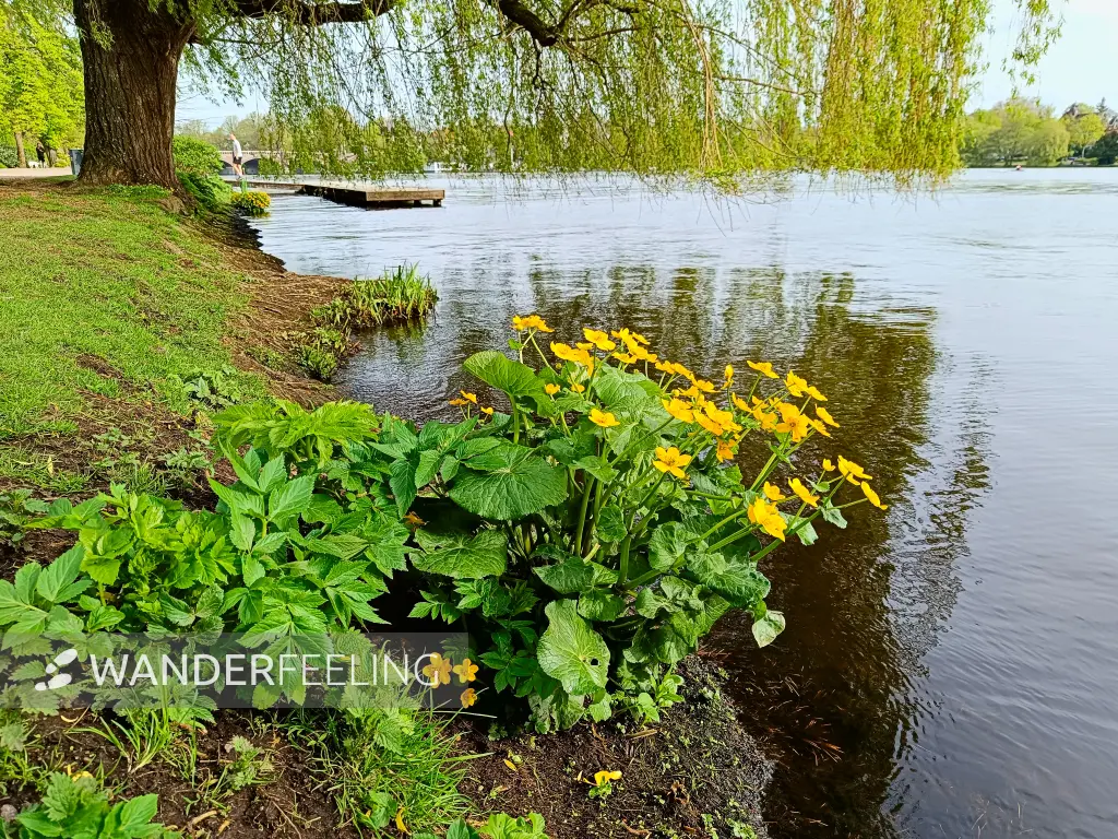 202404130-14 - Sumpfdotterblume an der Außenalster, Hamburg, Deutschland