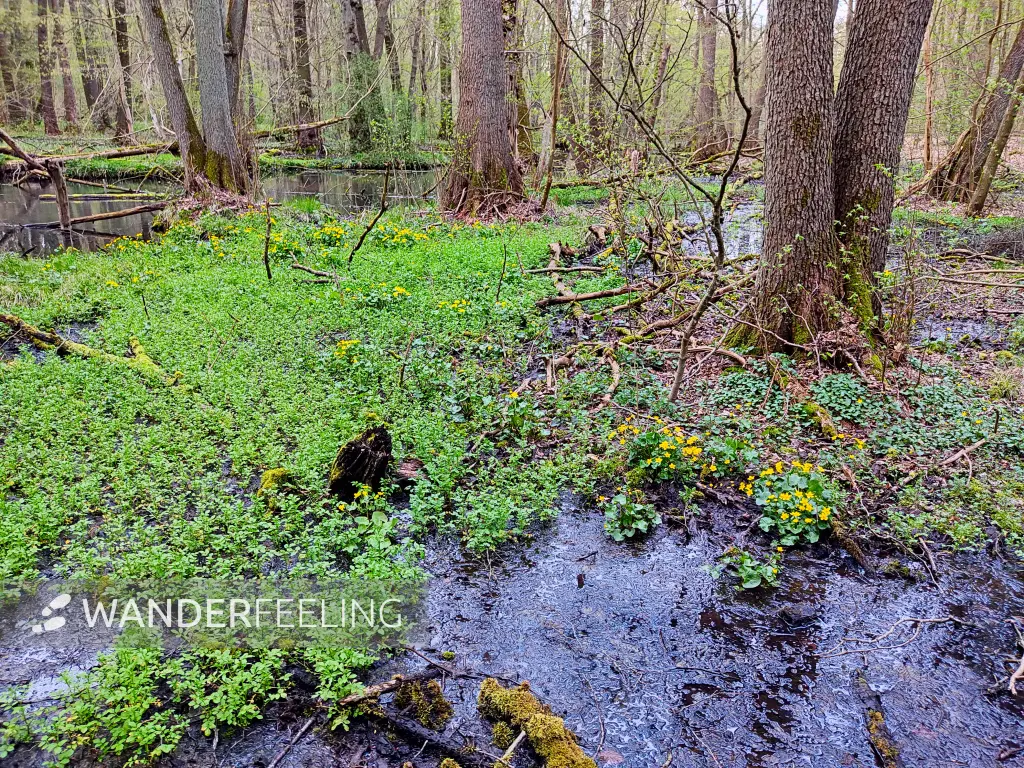 202304240-25 - Sumpfdotterblumen an der Schwärze bei Eberswalde, Barnimer Land, Brandenburg, Deutschland