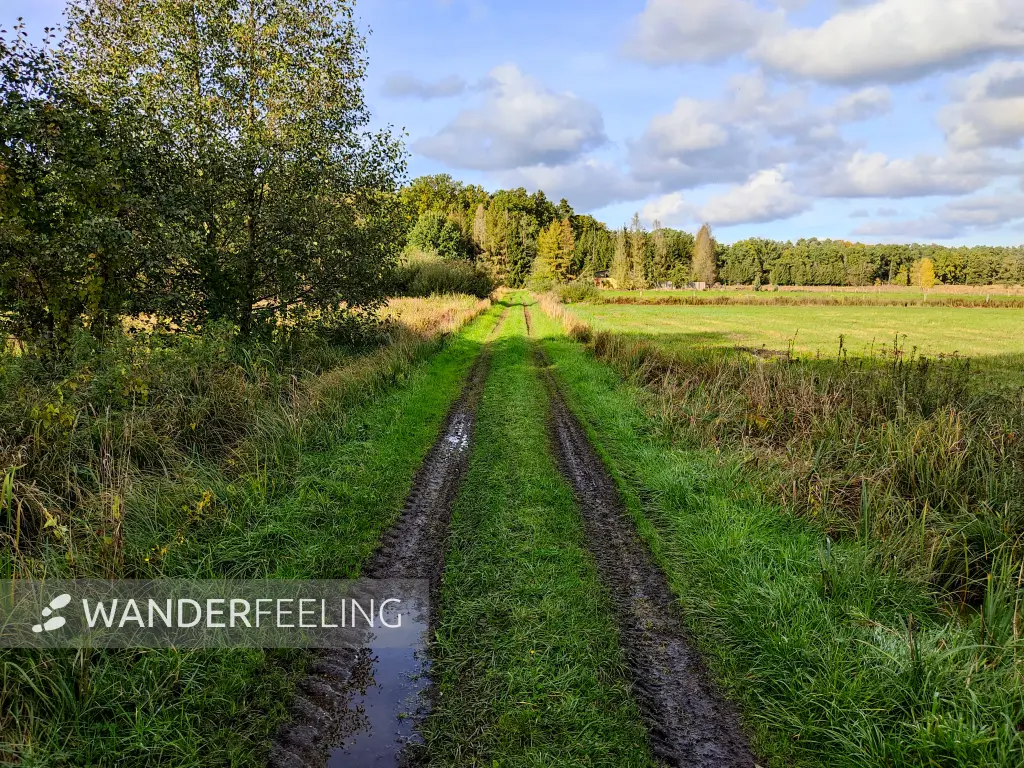 202310250-33 - Sumpfwiesen bei Emstal, Fläming, Brandenburg, Deutschland