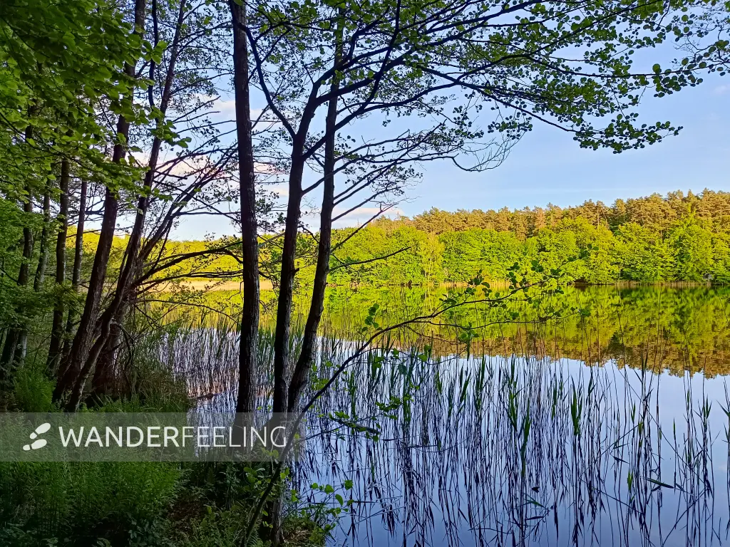 202505130-41 - Tannensee im Müritz-Nationalpark, Mecklenburgische Seenplatte, Mecklenburg-Vorpommern, Deutschland