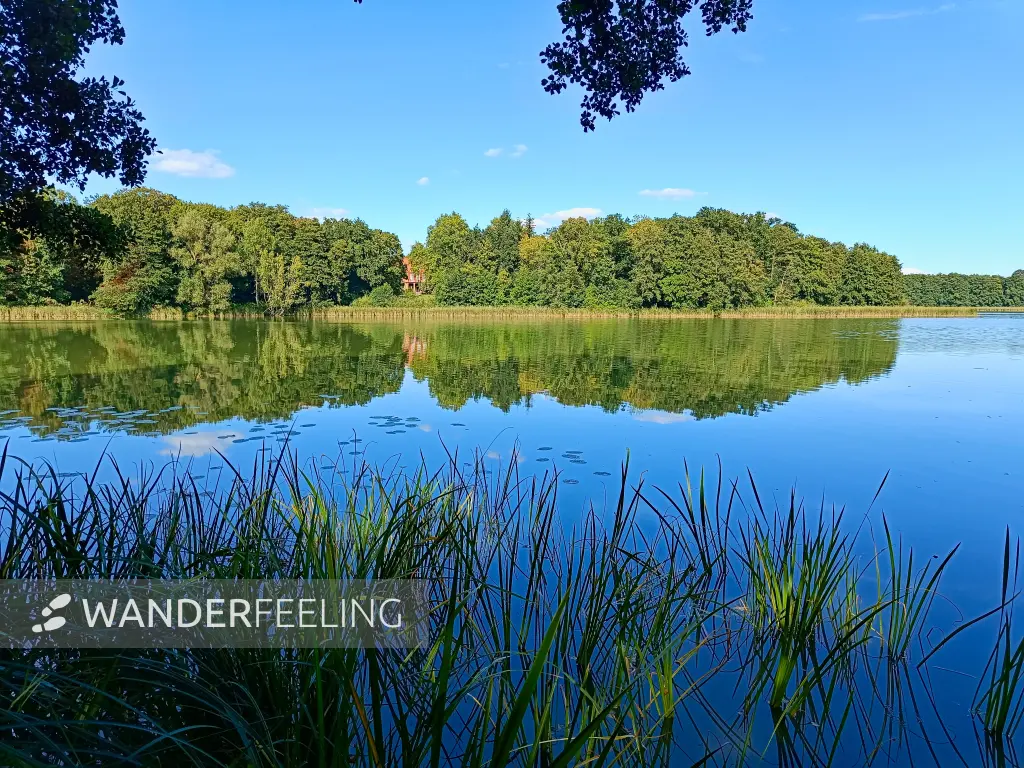 202508260-40 - Tauchowsee bei Alt Schwerin, Mecklenburgische Seenplatte, Mecklenburg-Vorpommern, Deutschland