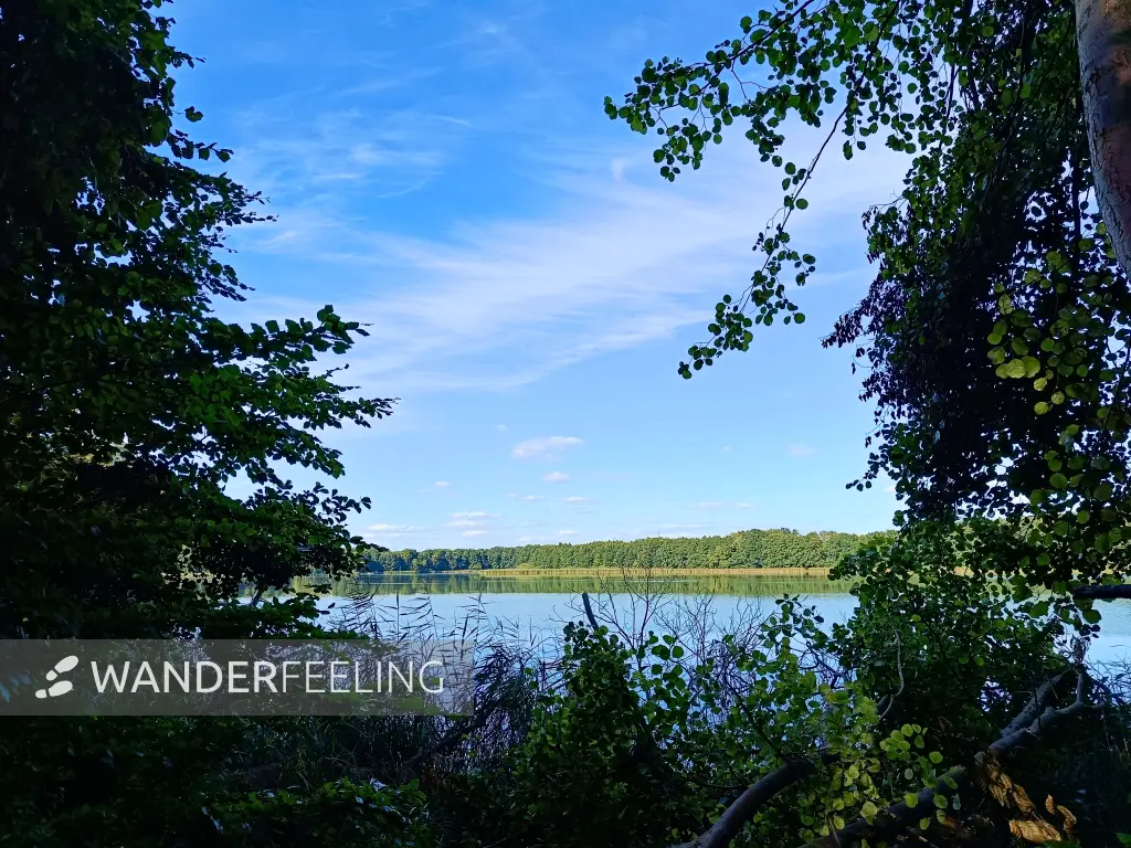 202508260-41 - Tauchowsee bei Alt Schwerin, Mecklenburgische Seenplatte, Mecklenburg-Vorpommern, Deutschland
