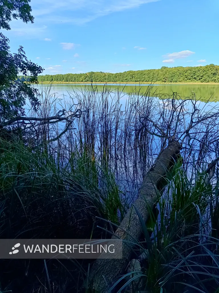 202508260-42 - Tauchowsee bei Alt Schwerin, Mecklenburgische Seenplatte, Mecklenburg-Vorpommern, Deutschland