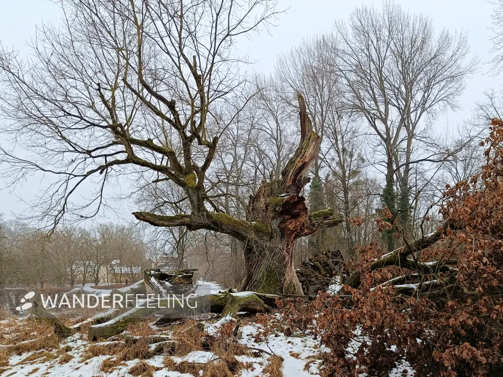 202602070-08 - Tausendjährige Eiche im Schlosspark Sacrow, Potsdam, Brandenburg, Deutschland