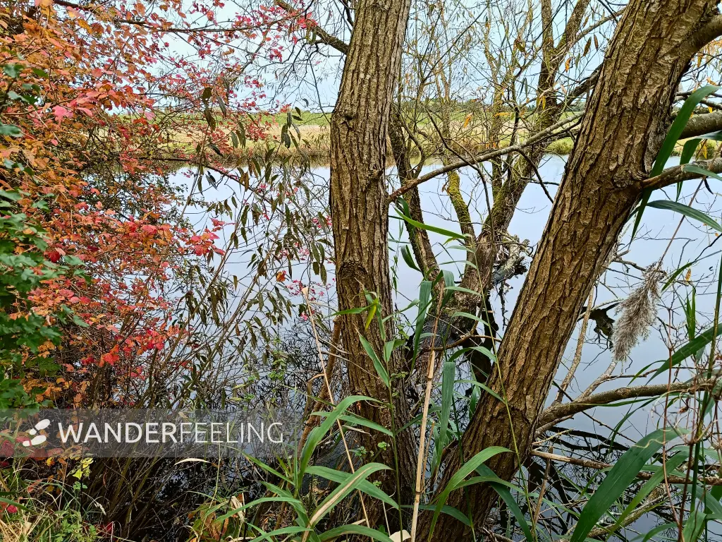 202410210-23 - Teich in der Ilmenau-Luhe-Niederung bei Winsen (Luhe), Lüneburger Heide, Niedersachsen, Deutschland