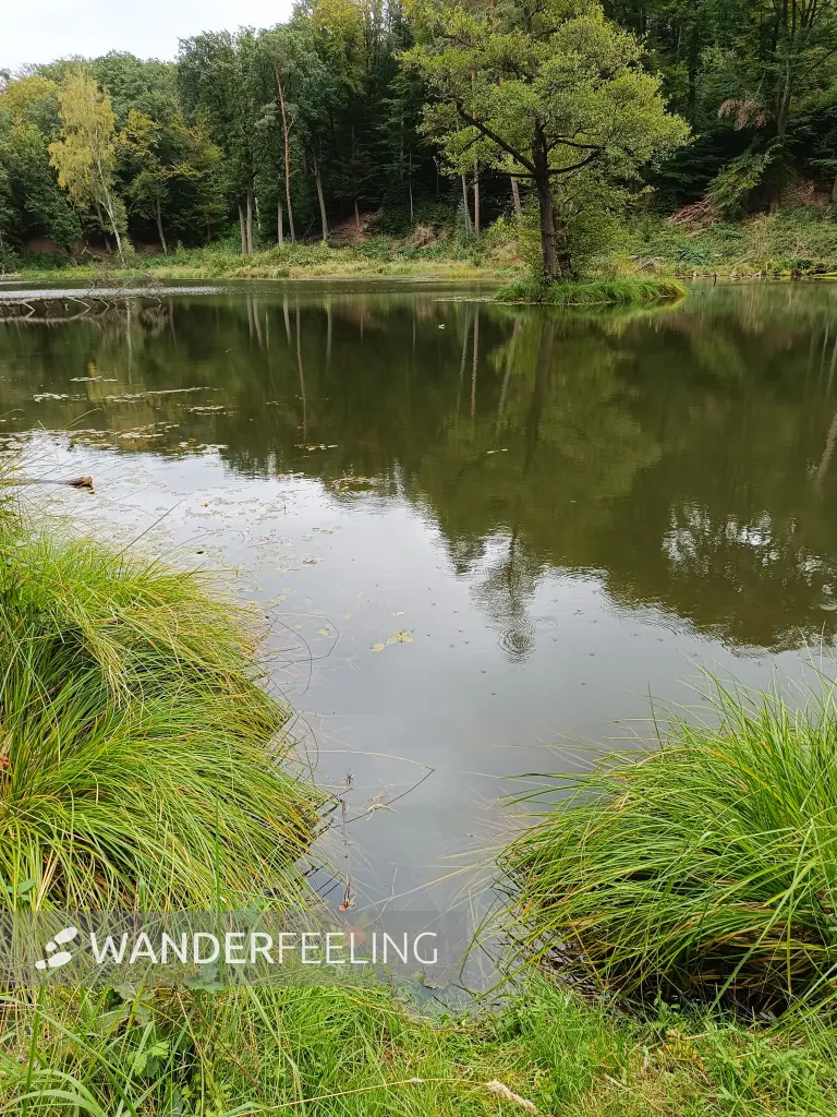 202609190-16 - Teufelssee bei Bad Freienwalde, Seenland Oder-Spree, Brandenburg, Deutschland