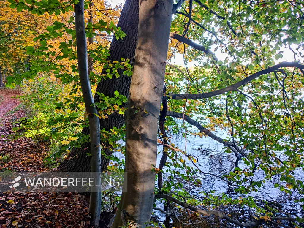 202310300-15 - Tiefwarensee bei Waren, Mecklenburgische Seenplatte, Mecklenburg-Vorpommern, Deutschland