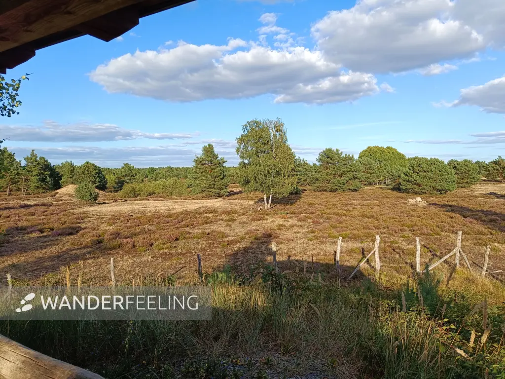 202608110-16 - Tiergehege in der Schönower Heide bei Bernau, Barnimer Land, Brandenburg, Deutschland