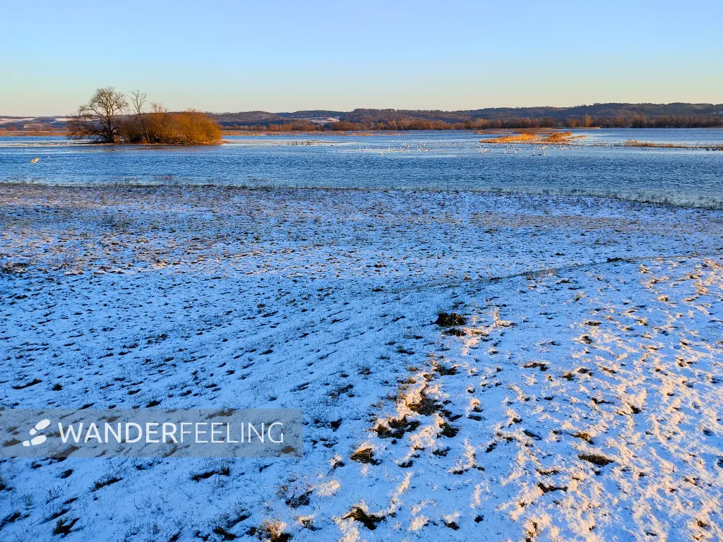 202401080-38 - Überflutete Polderwiesen im Nationalpark Unteres Odertal, Uckermark, Brandenburg, Deutschland
