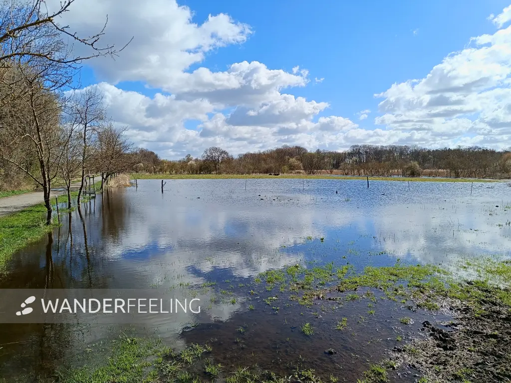 202604060-12 - Überschwemmte Wiesen am Kleinen Zingerteich bei Blankenfelde, Berlin, Deutschland