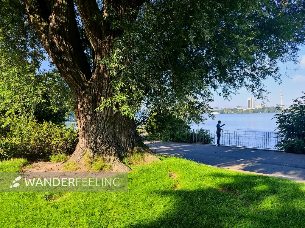 202308200-08 - Uferpark an der Außenalster, Hamburg, Deutschland
