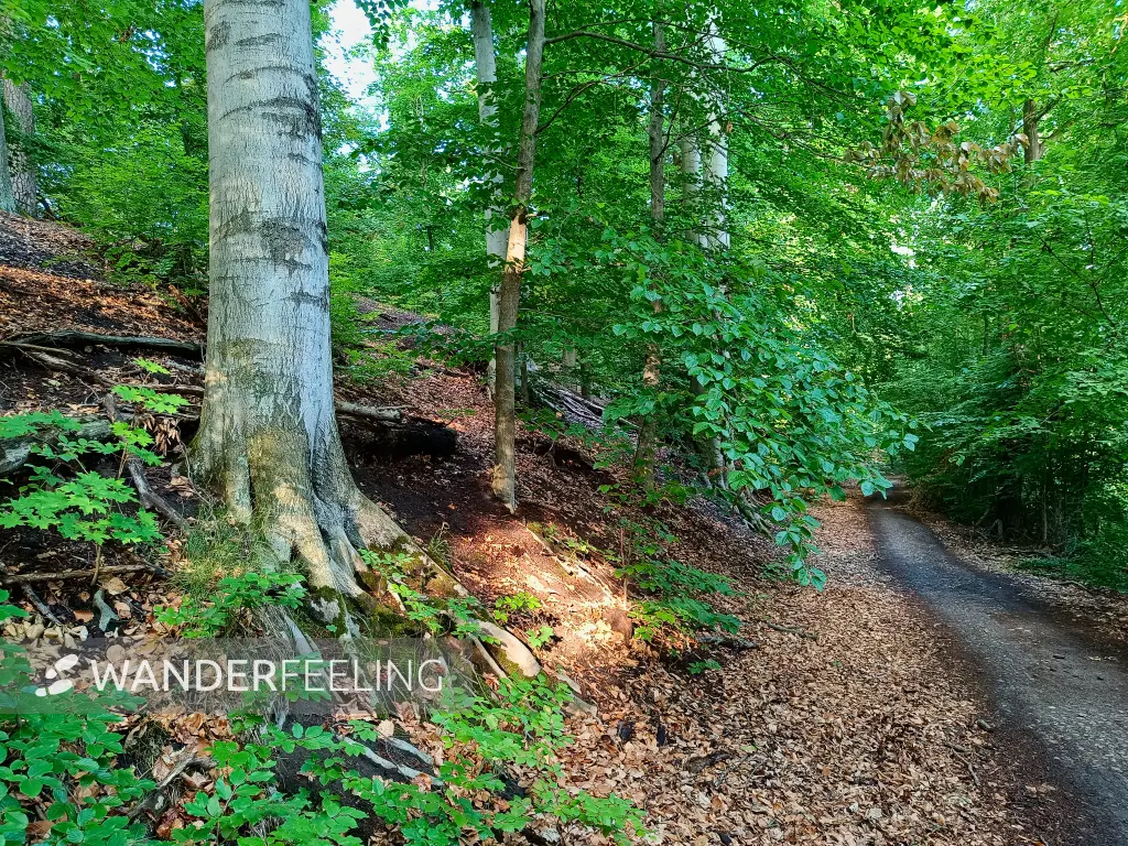 202507150-23 - Uferweg am Griebnitzsee, Berlin, Deutschland