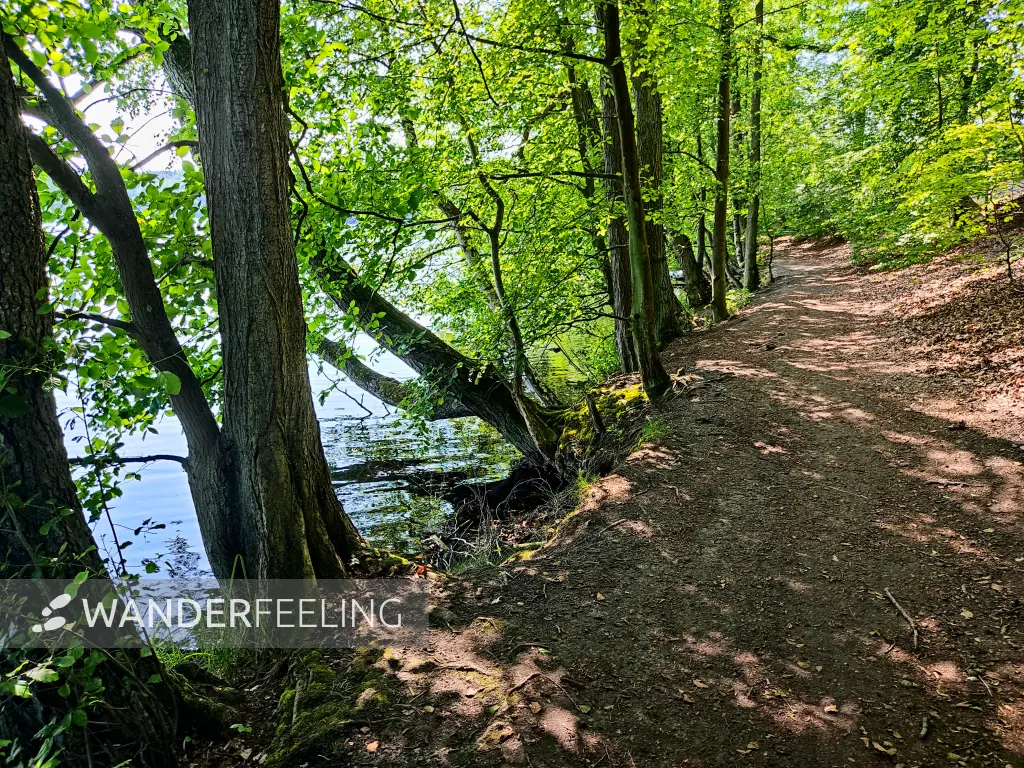 202306260-03 - Uferweg am Liepnitzsee bei Wandlitz, Barnim, Brandenburg, Deutschland