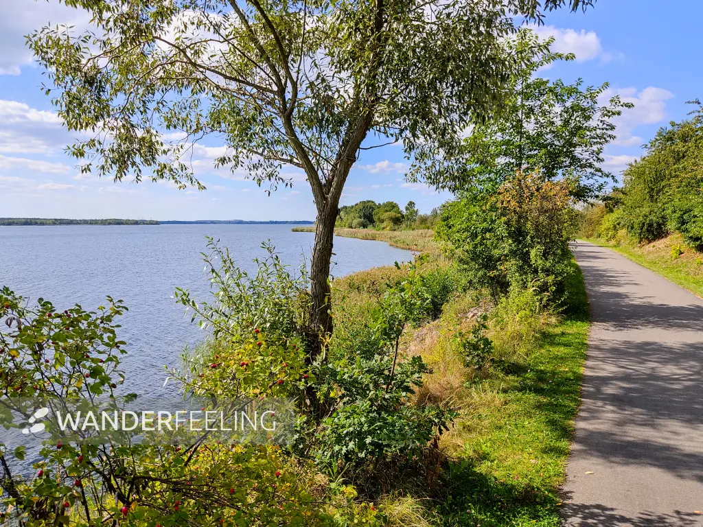 202309150-10 - Uferweg am Senftenberger See bei Kleinkoschen, Lausitz, Brandenburg, Deutschland
