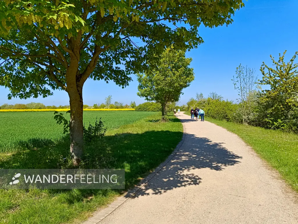 202604250-23 - Uferweg am Südsee bei Xanten, Niederrhein, Nordrhein-Westfalen, Deutschland