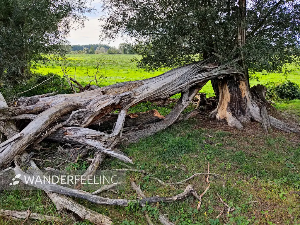 202310060-27 - Umgestürtzter Baum bei Raddusch, Spreewald, Brandenburg, Deutschland