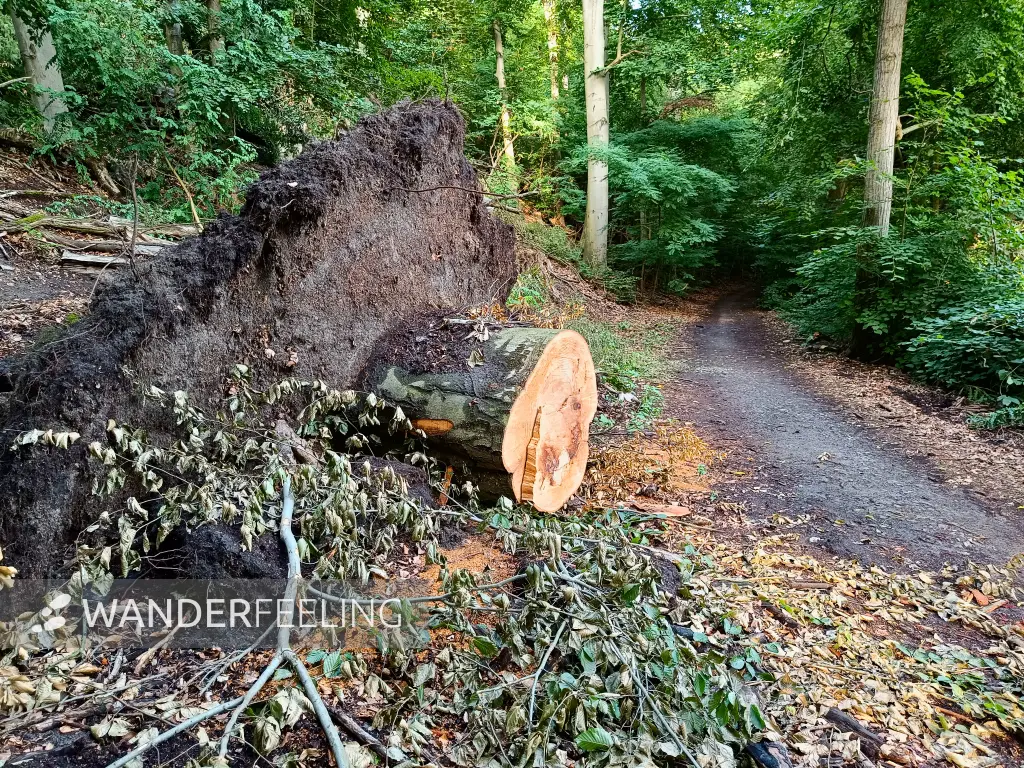 202507150-24 - Umgestürzter Baum am Griebnitzsee, Berlin, Deutschland