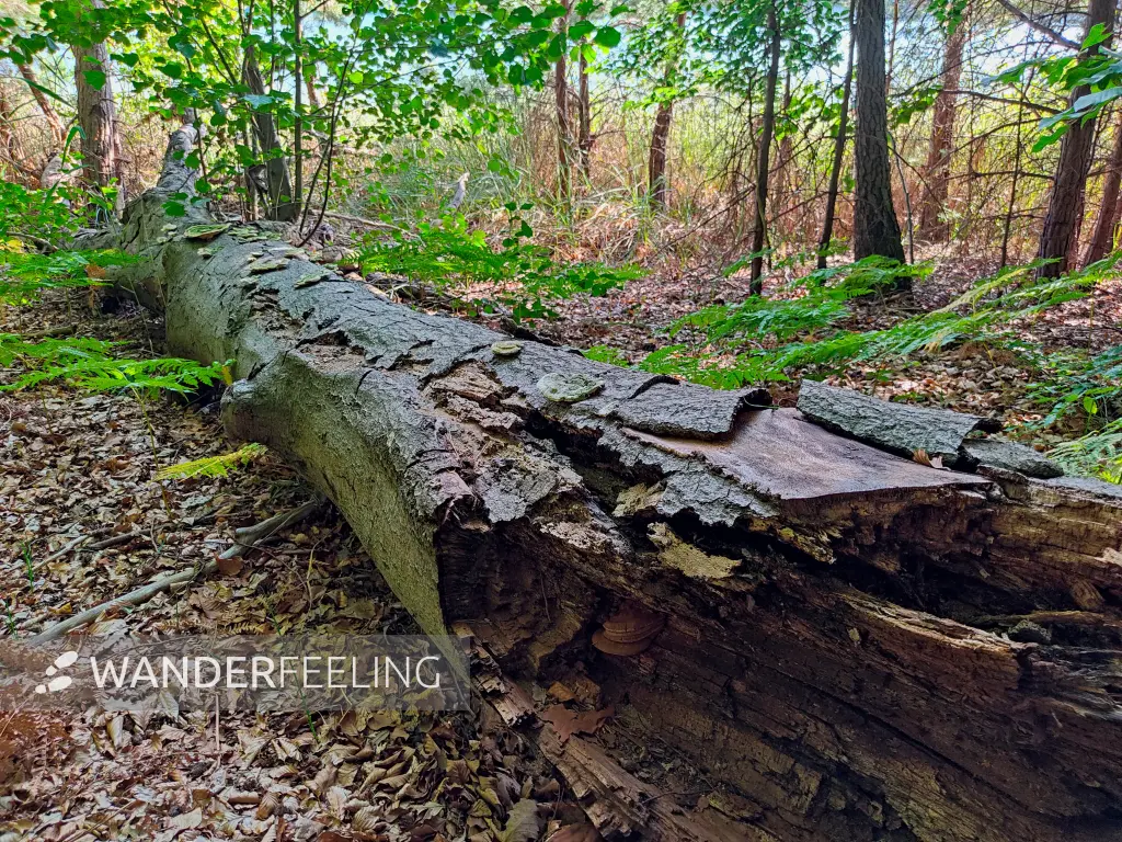 202309110-19 - Umgestürzter Baum am Peetschsee bei Steinförde, Ruppiner Seenland, Brandenburg, Deutschland