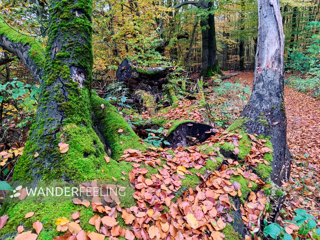 202311060-02 - Umgestürzter Baum im Müritz-Nationalpark bei Carpin, Mecklenburgische Seenplatte, Mecklenburg-Vorpommern, Deutschland