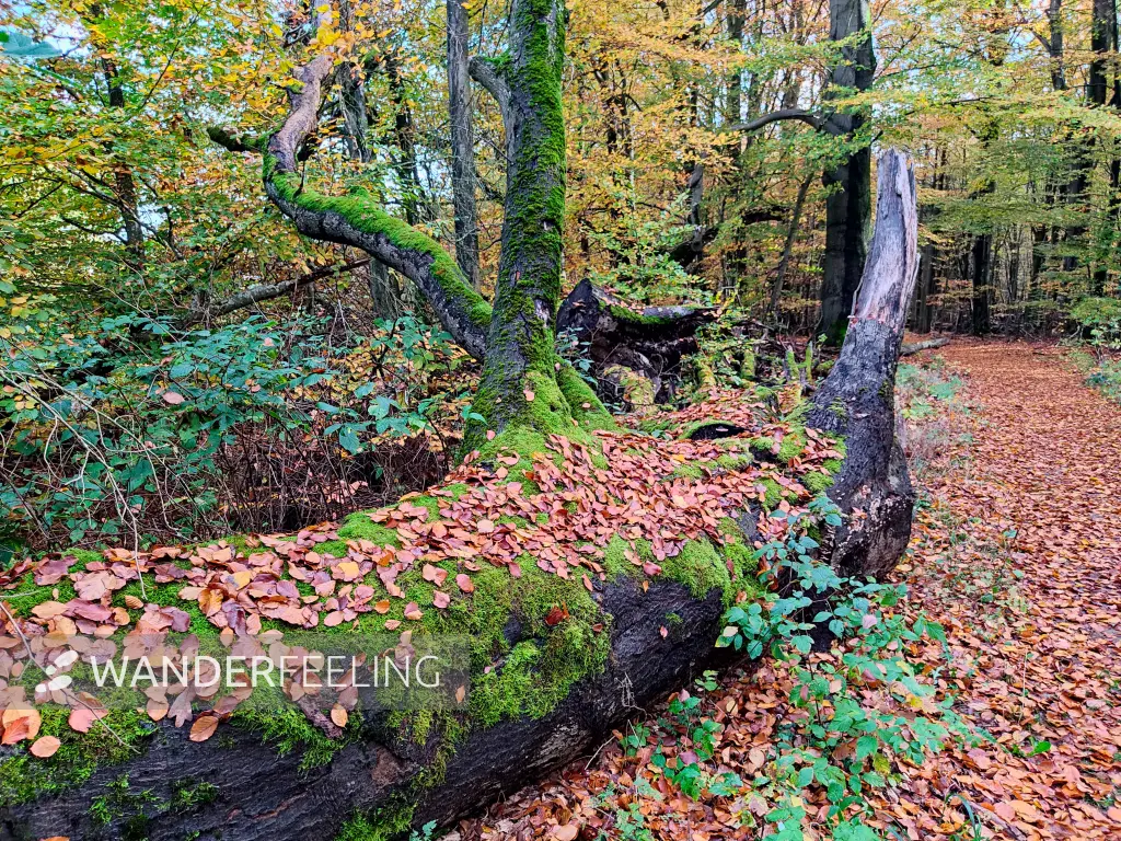 202311060-03 - Umgestürzter Baum im Müritz-Nationalpark bei Carpin, Mecklenburgische Seenplatte, Mecklenburg-Vorpommern, Deutschland
