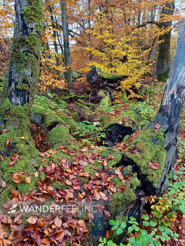 202511040-05 - Umgestürzter Baum im Müritz-Nationalpark bei Carpin, Mecklenburgische Seenplatte, Mecklenburg-Vorpommern, Deutschland