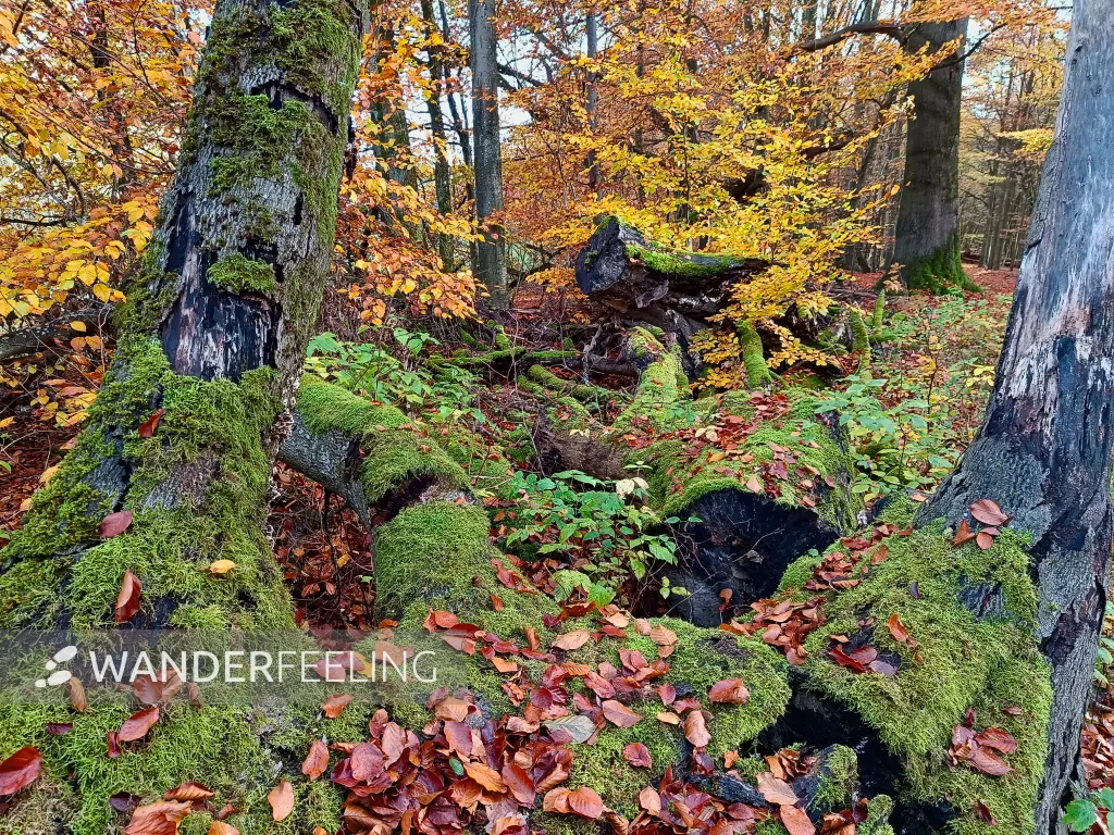 202511040-06 - Umgestürzter Baum im Müritz-Nationalpark bei Carpin, Mecklenburgische Seenplatte, Mecklenburg-Vorpommern, Deutschland