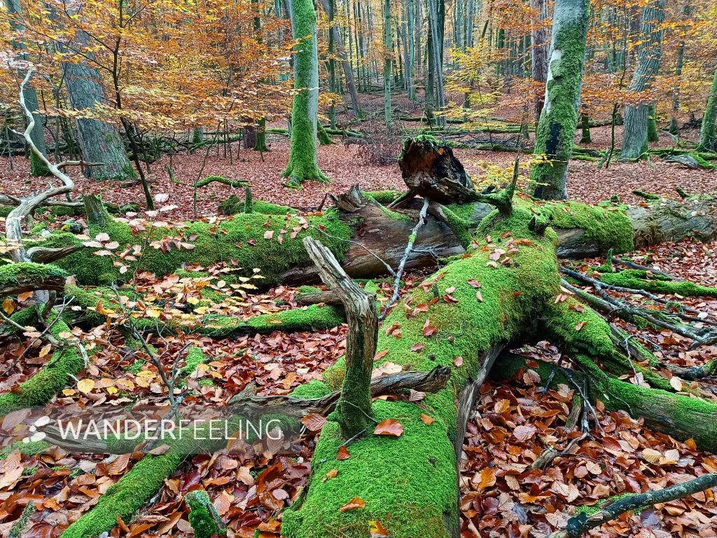 202511040-10 - Umgestürzter Baum im Müritz-Nationalpark bei Serrahn, Mecklenburgische Seenplatte, Mecklenburg-Vorpommern, Deutschland