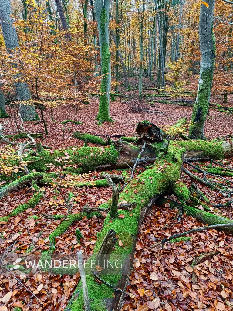 202511040-11 - Umgestürzter Baum im Müritz-Nationalpark bei Serrahn, Mecklenburgische Seenplatte, Mecklenburg-Vorpommern, Deutschland