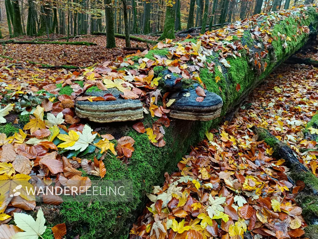 202511040-12 - Umgestürzter Baum im Müritz-Nationalpark bei Serrahn, Mecklenburgische Seenplatte, Mecklenburg-Vorpommern, Deutschland