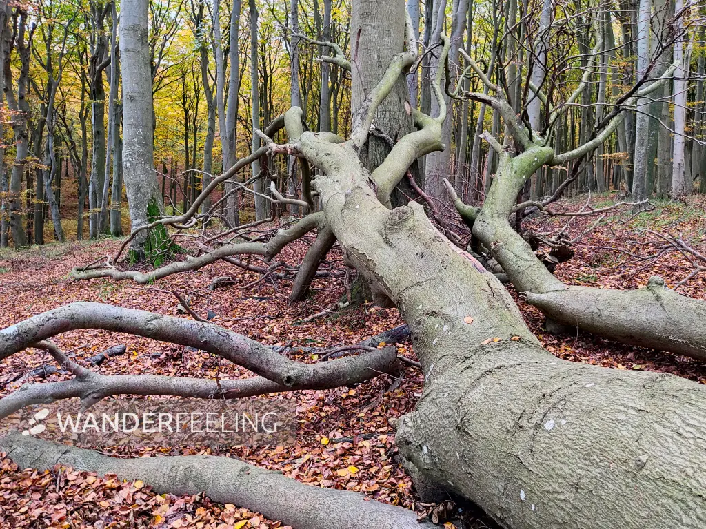 202311070-47 - Umgestürzter Baum im Nationalpark Jasmund, Rügen, Mecklenburg-Vorpommern, Deutschland