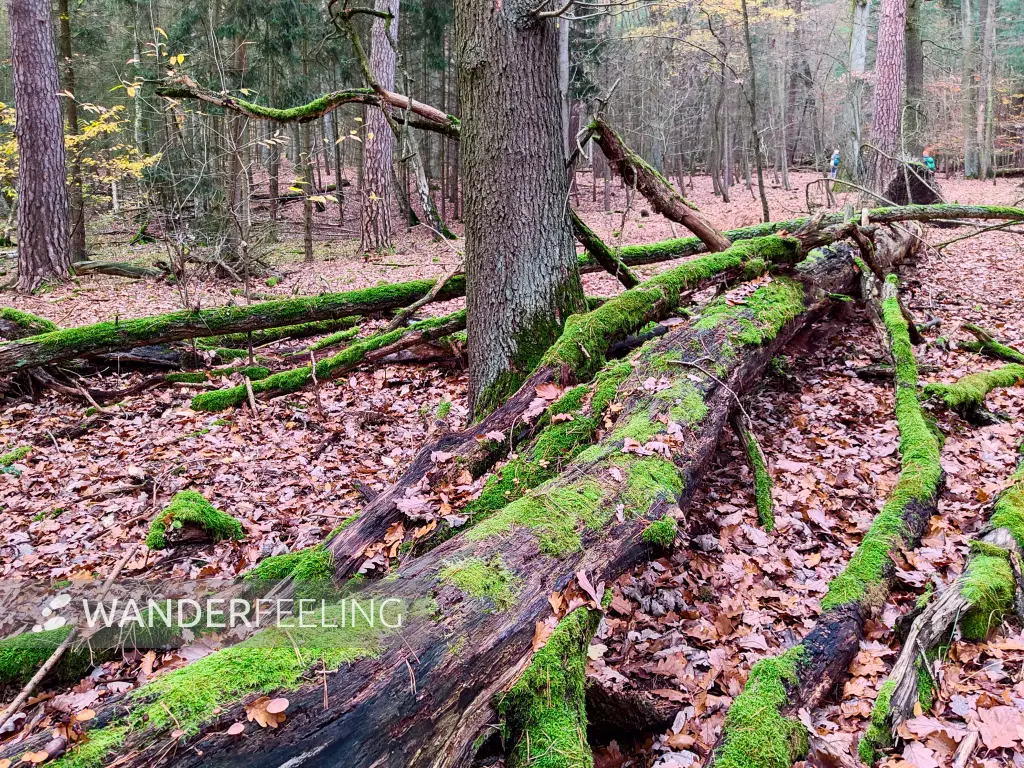 202311180-13 - Umgestürzter Baum im Spandauer Forst, Berlin, Deutschland