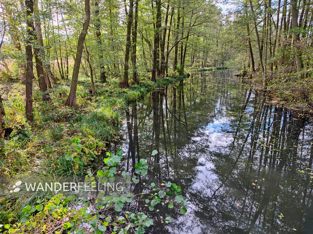 202311040-32 - Untere Boblitzer Kahnfahrt bei Boblitz, Spreewald, Brandenburg, Deutschland